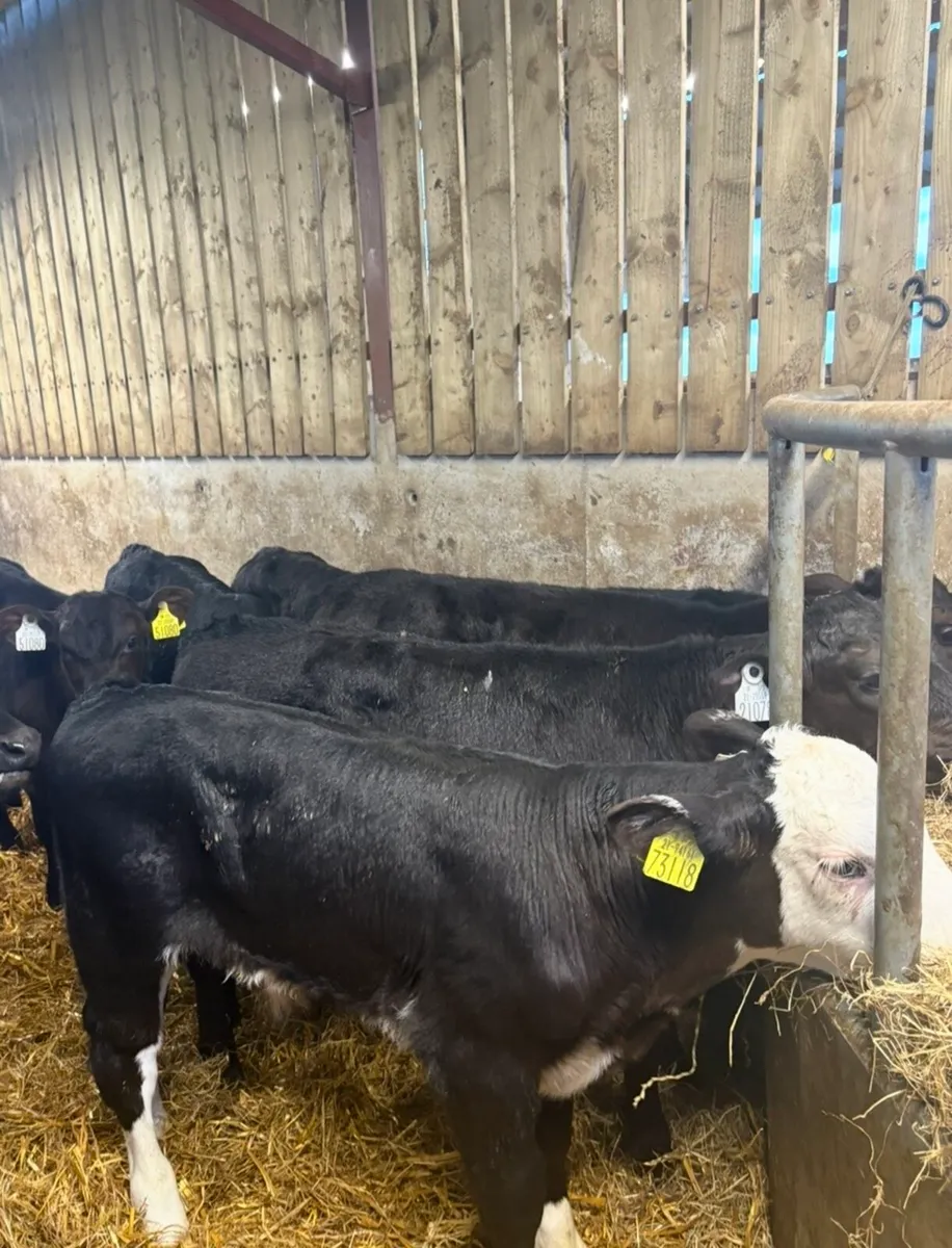 20 super 2 month old bull calves 🔥 - Image 4