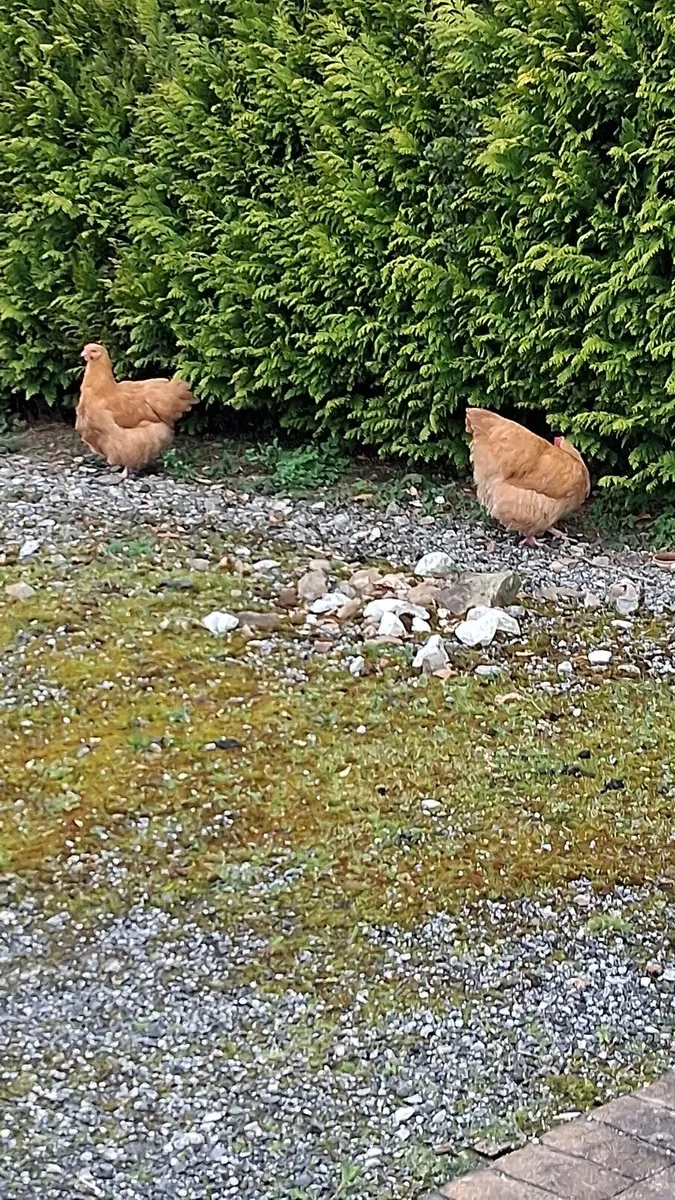 Buff orpington hatching eggs - Image 2