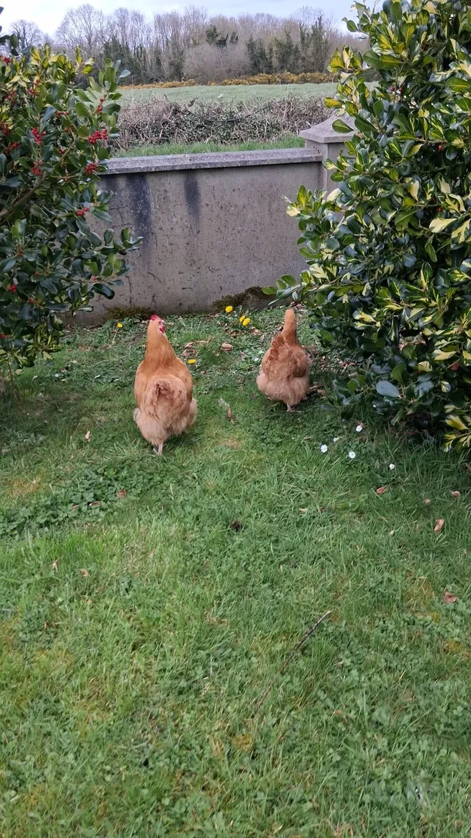 Buff orpington hatching eggs - Image 3