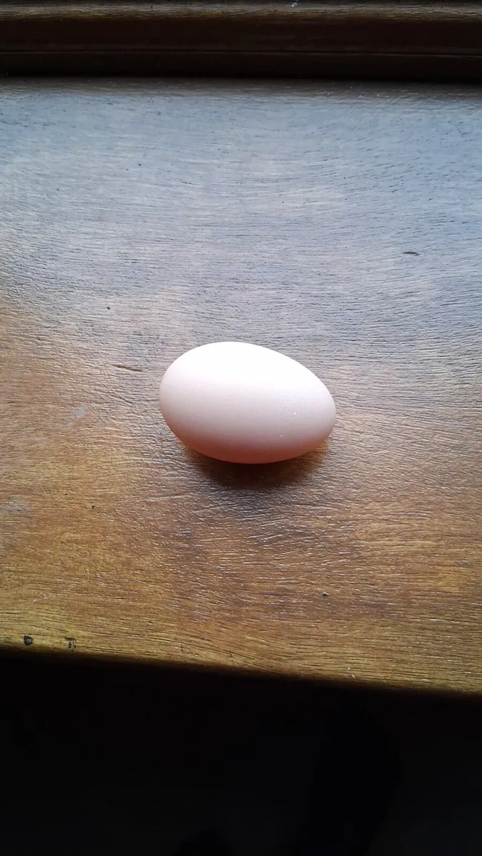 Buff orpington hatching eggs - Image 4