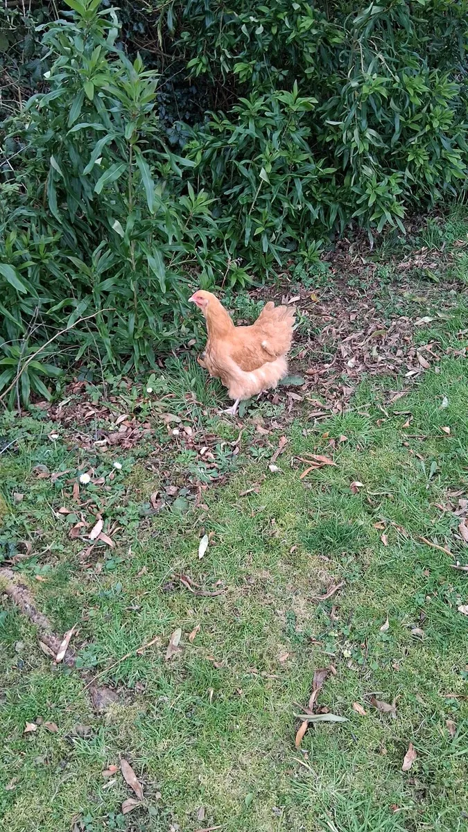 Buff orpington hatching eggs - Image 1