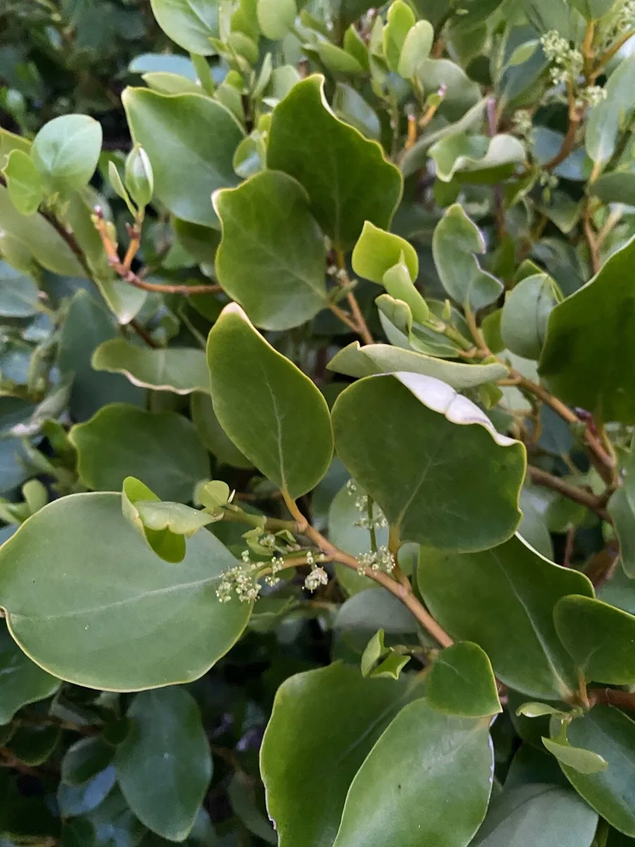 Griselinia in Pots 24 inch - Image 1