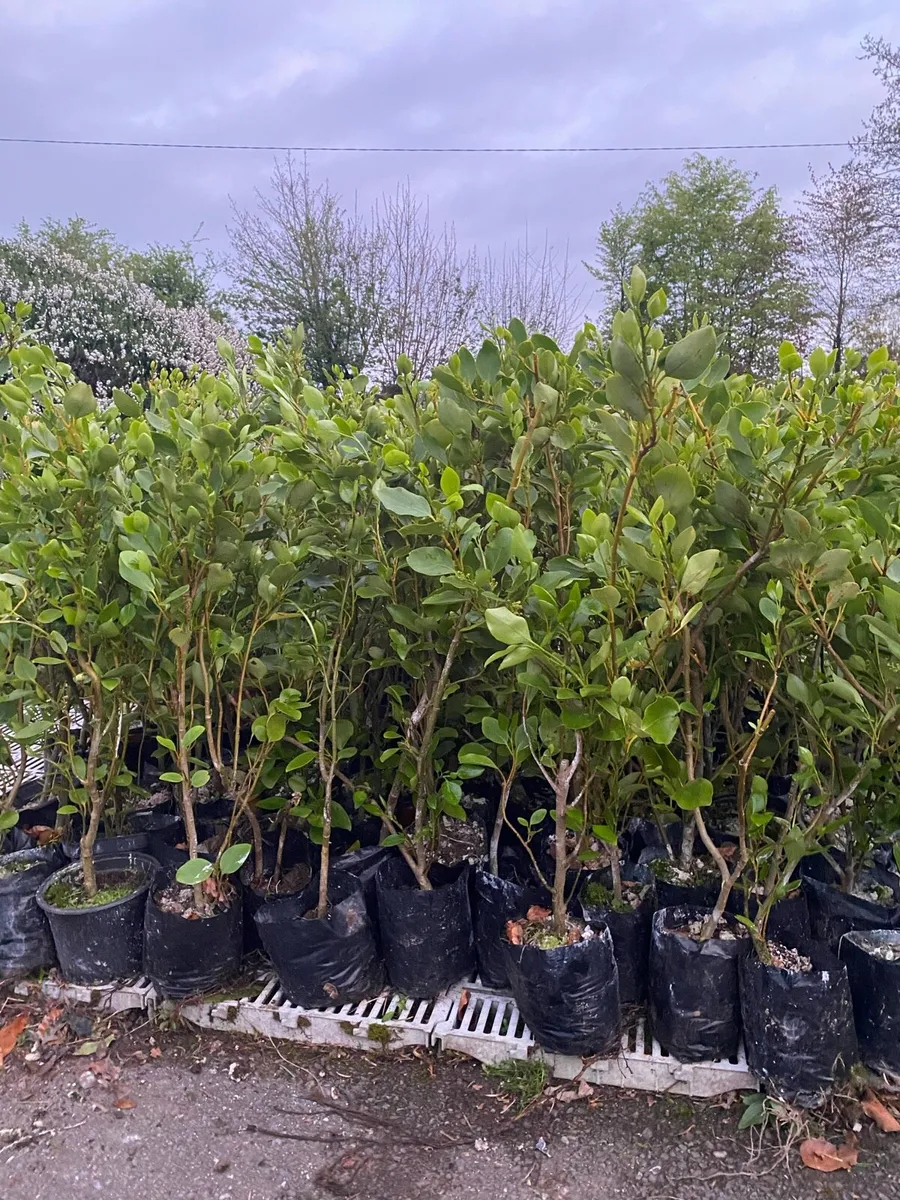 Griselinia in Pots 24 inch - Image 2