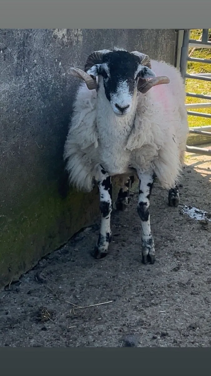 Swaledale Hogget Ram - Image 2