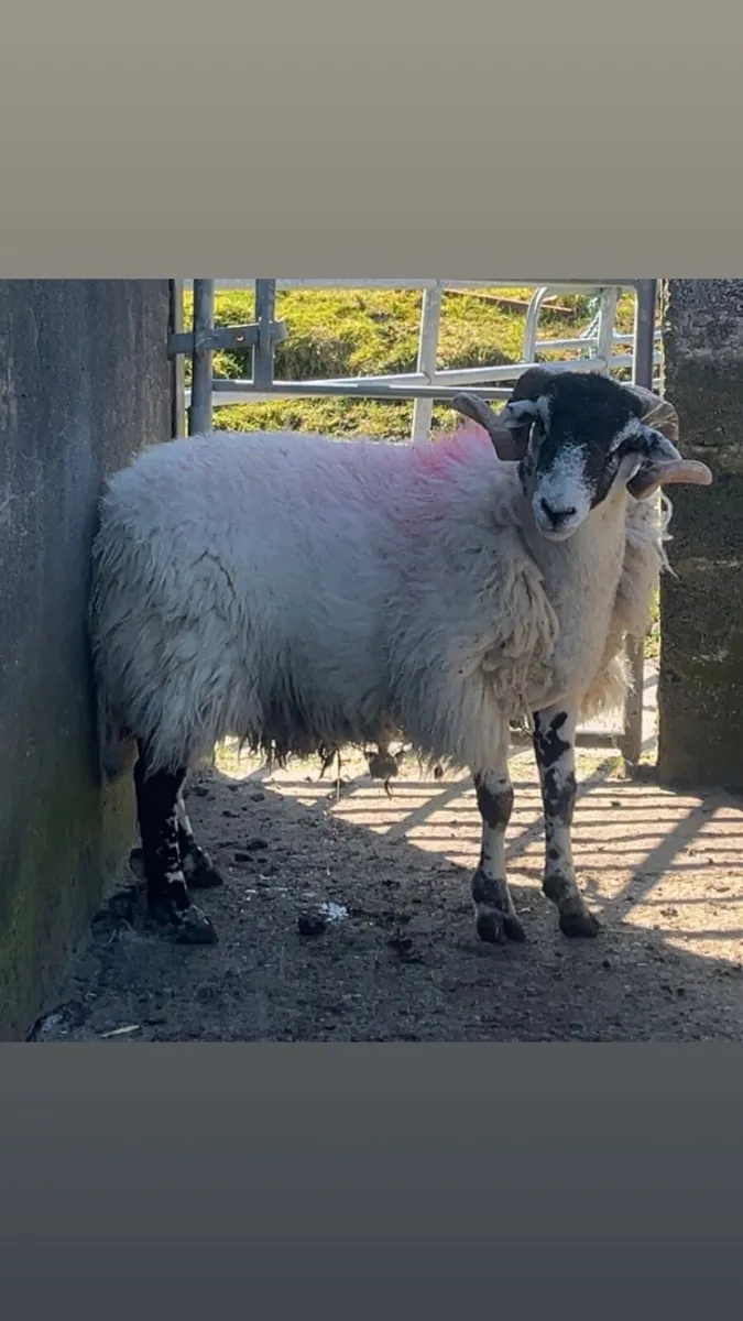 Swaledale Hogget Ram - Image 1