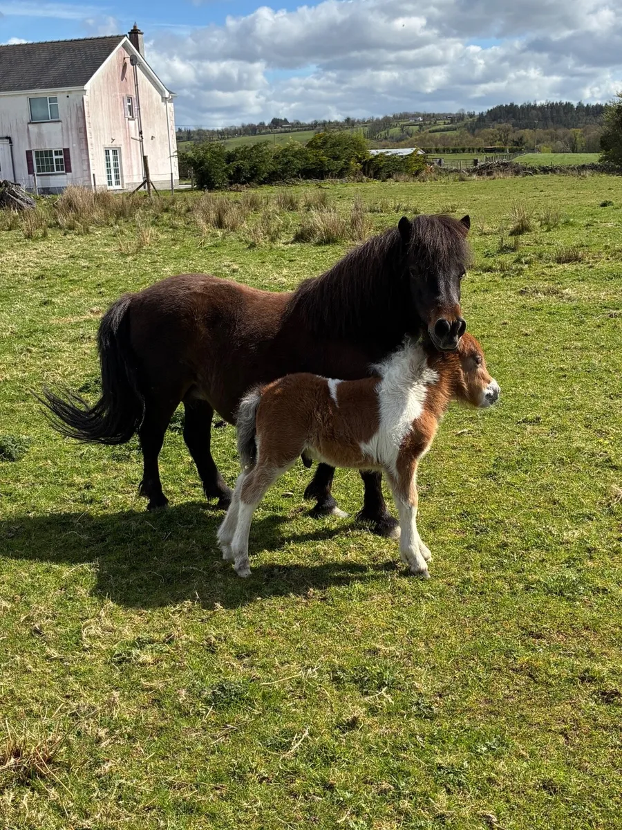 Miniature mare and foal - Image 2