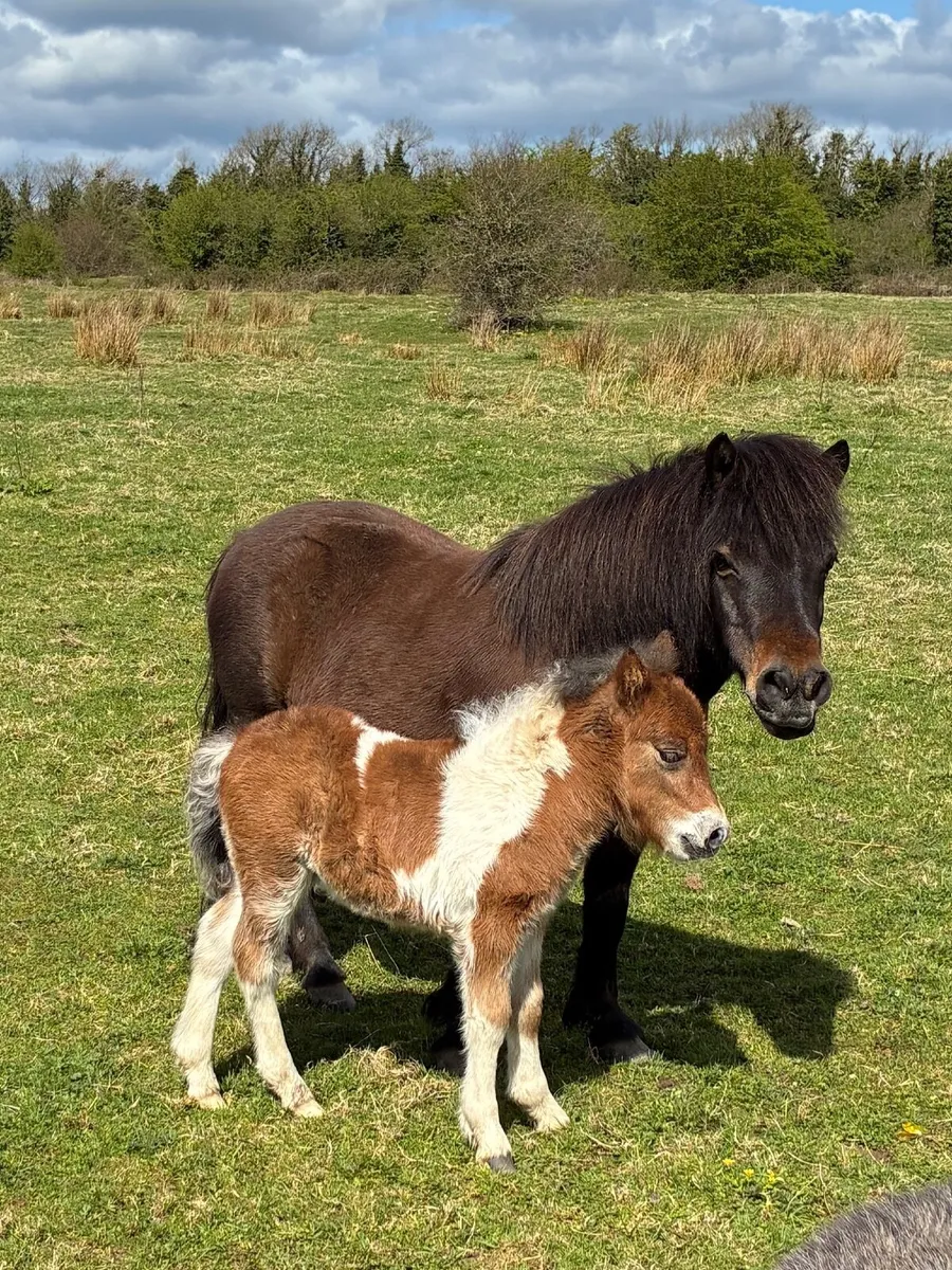 Miniature mare and foal - Image 1