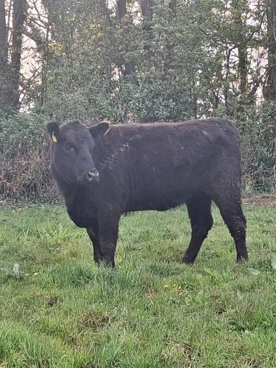 Pbr angus heifers - Image 1