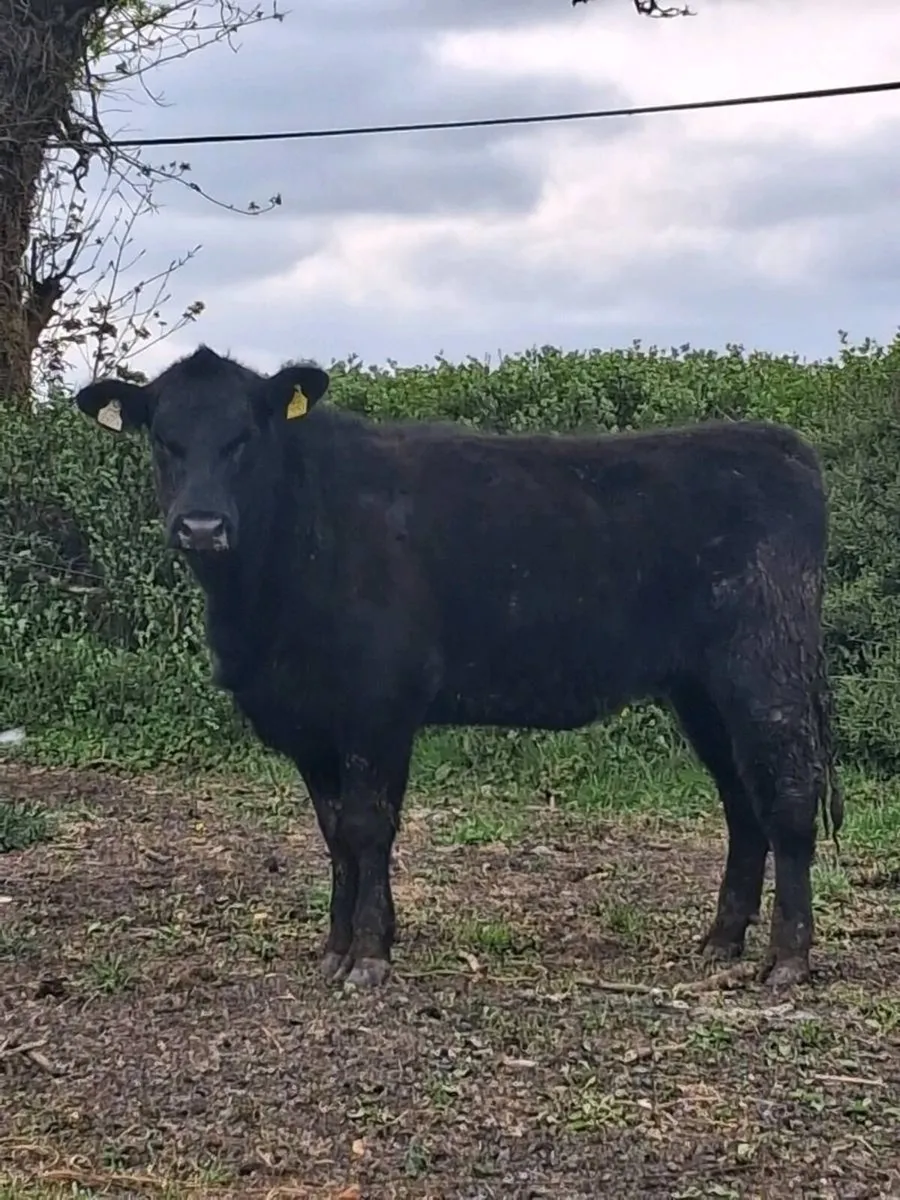 Pbr angus heifers - Image 2