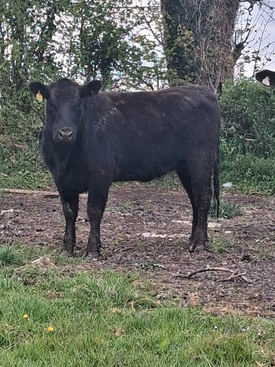 Pbr angus heifers - Image 3