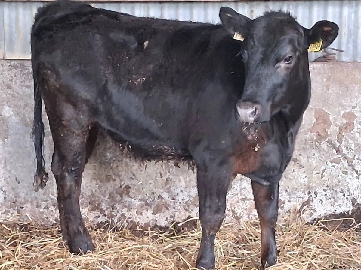 3 Angus Weanling Heifers - Image 3
