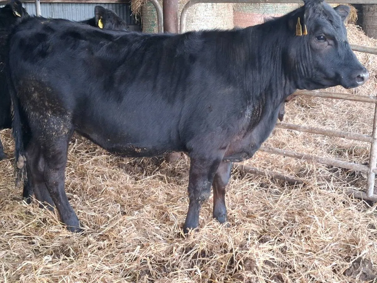 3 Angus Weanling Heifers - Image 4