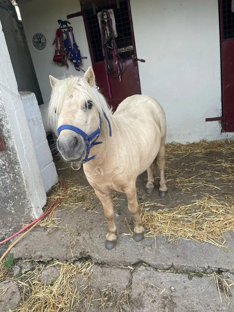 Miniature stallion - Image 1