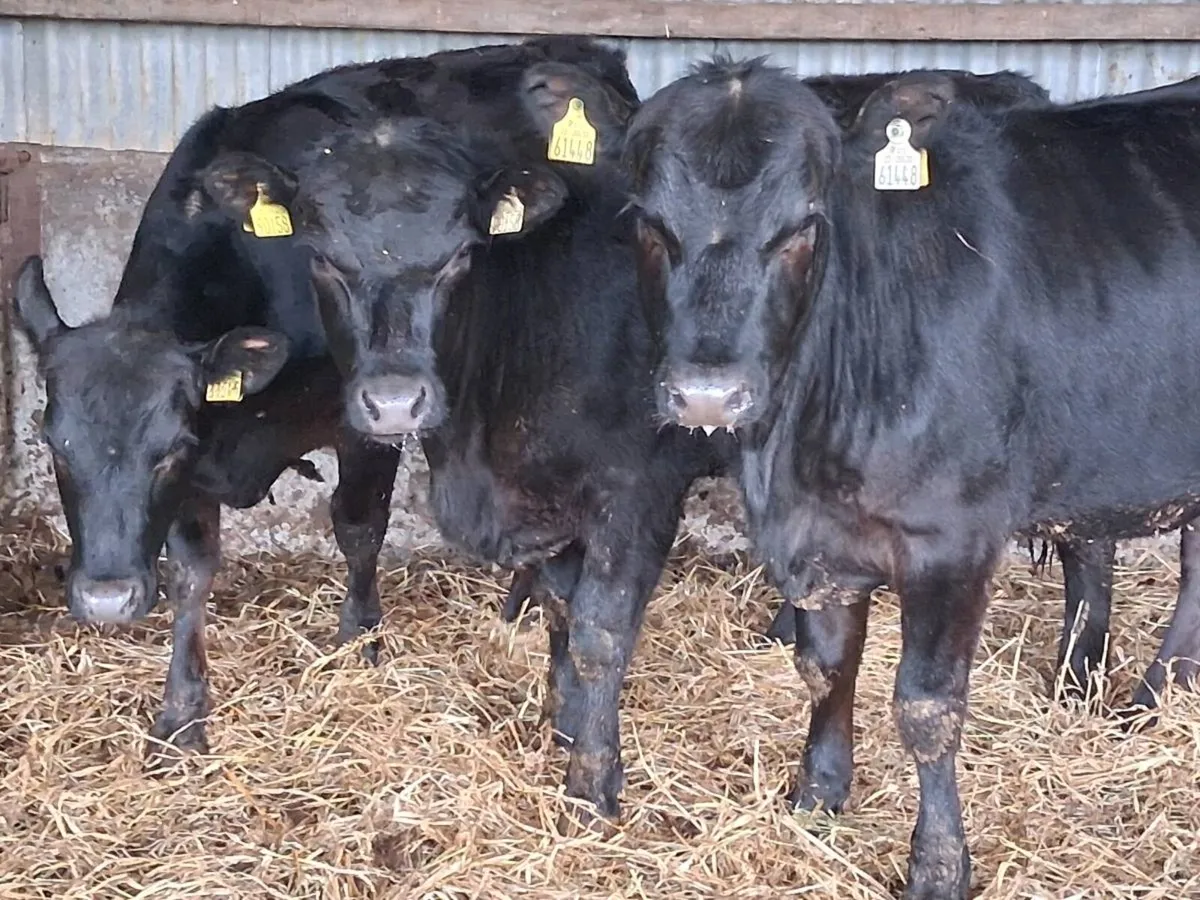 3 Angus Weanling Heifers - Image 1