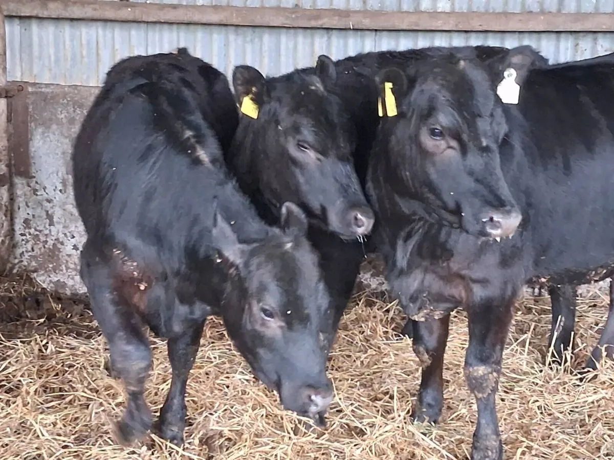 3 Angus Weanling Heifers - Image 2