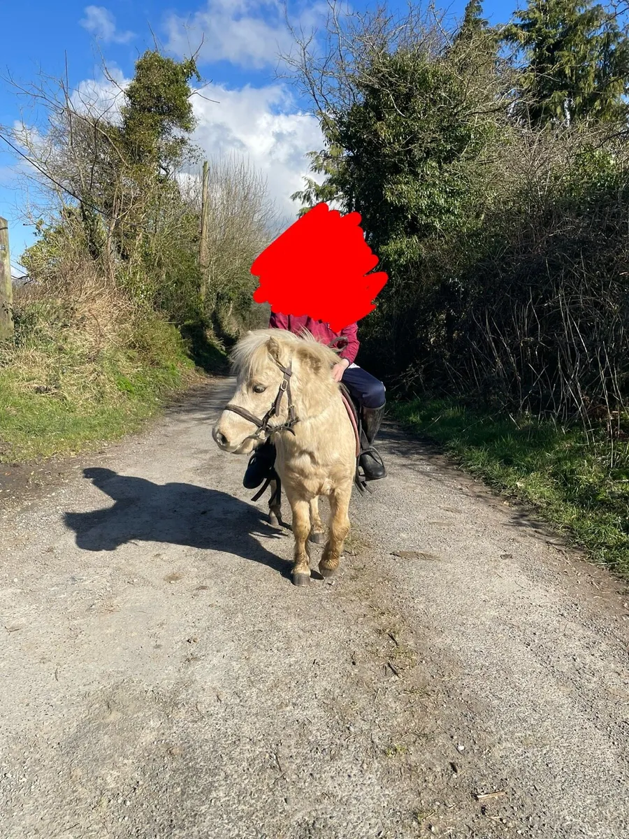 Miniature stallion - Image 3