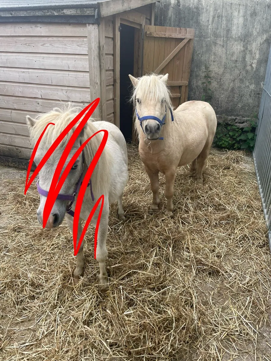 Miniature stallion - Image 4