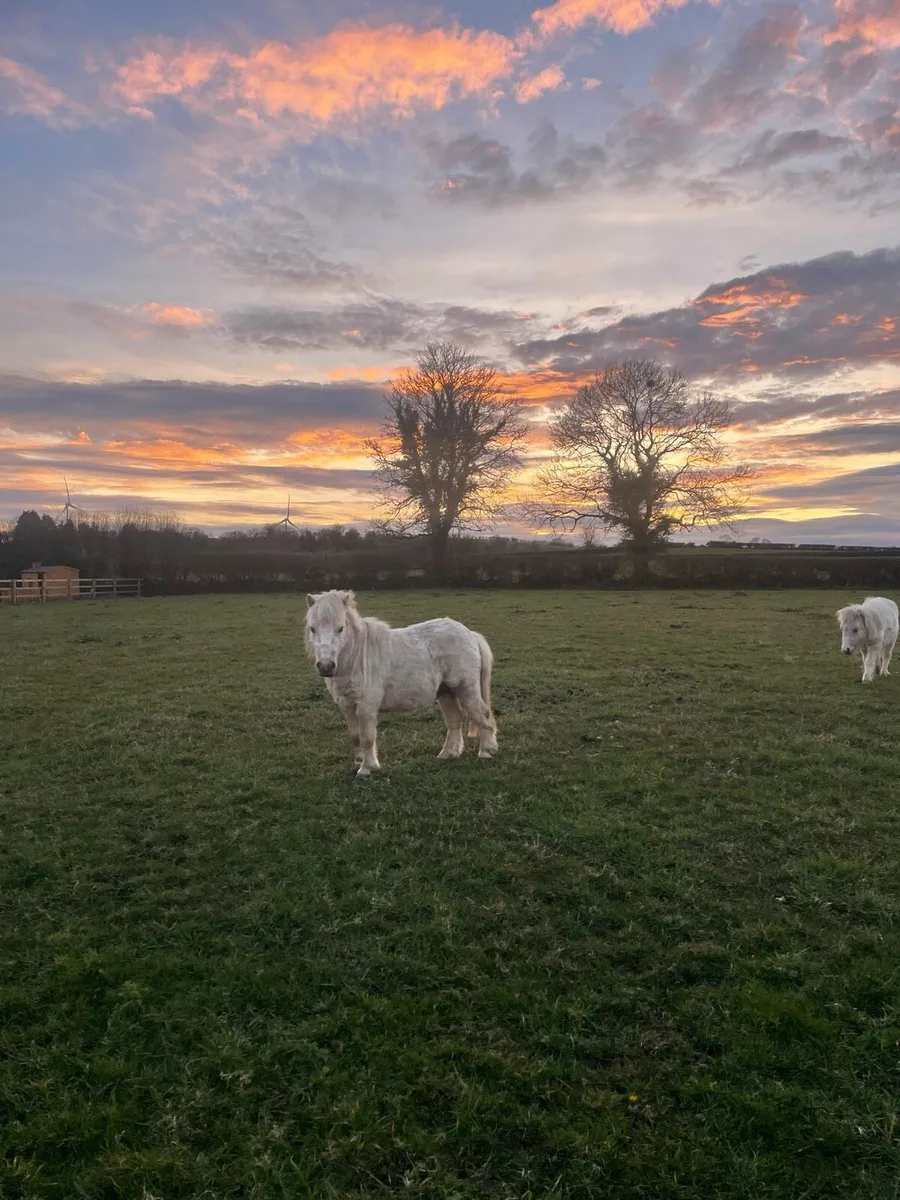 Miniature stallion - Image 2