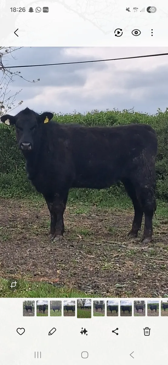 Pbr angus heifers - Image 4