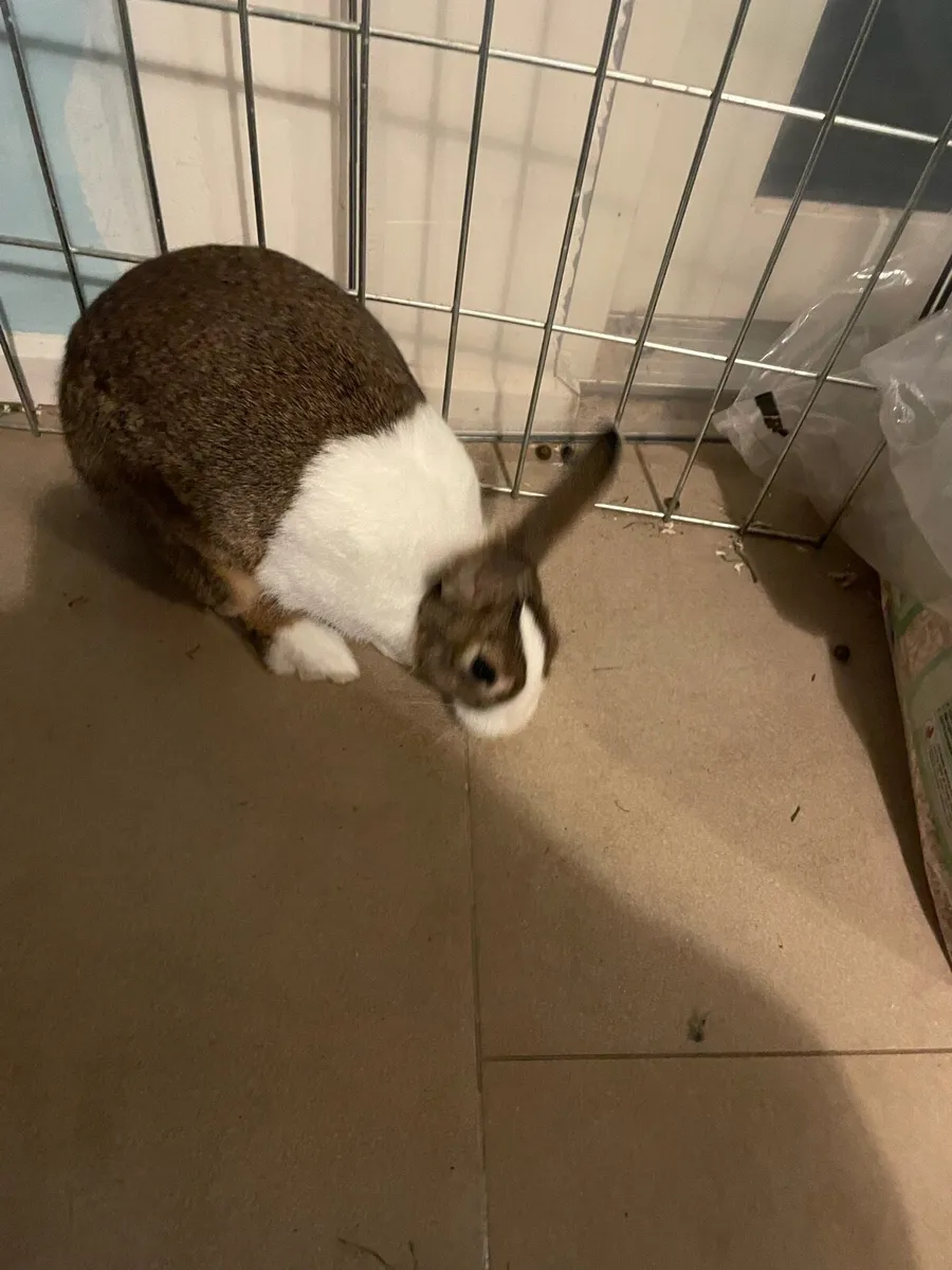 black lop and dutch rabbit - Image 4