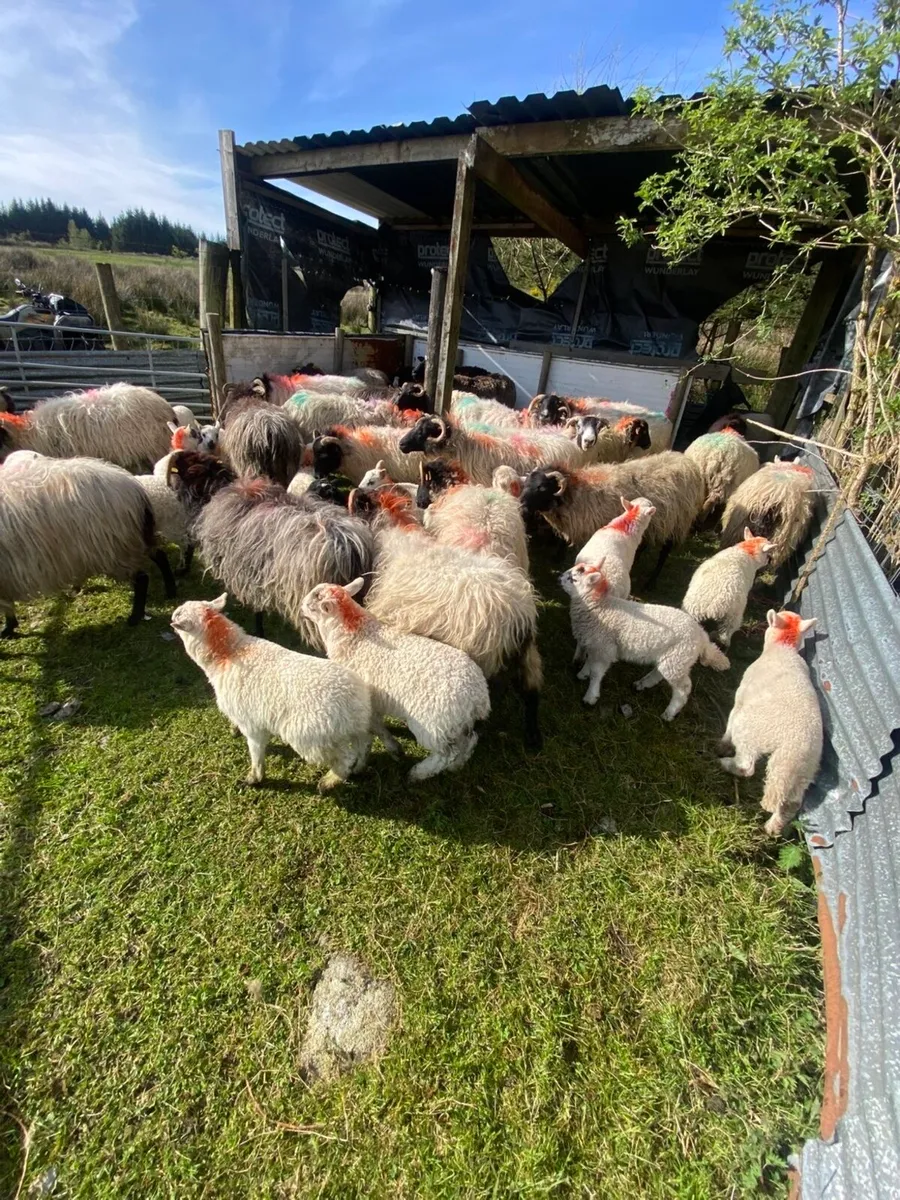 30 Sheep with 42 Lambs - Image 1