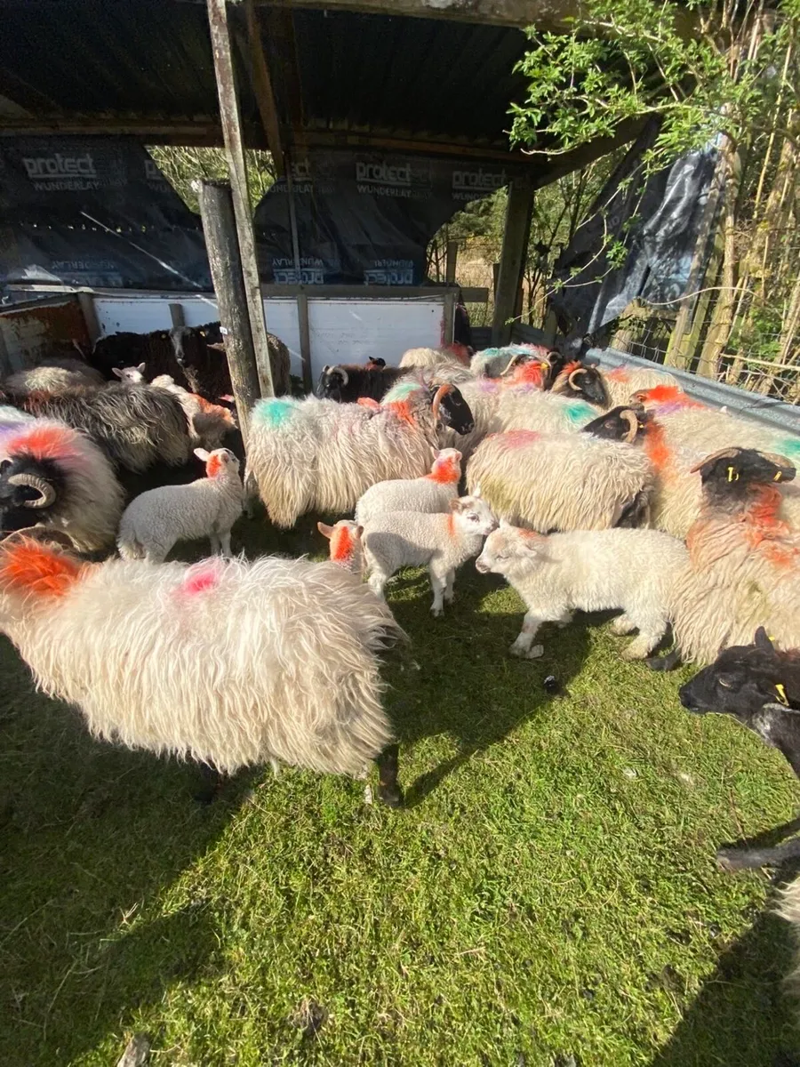 30 Sheep with 42 Lambs - Image 2