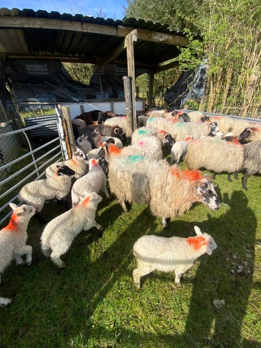 30 Sheep with 42 Lambs - Image 3