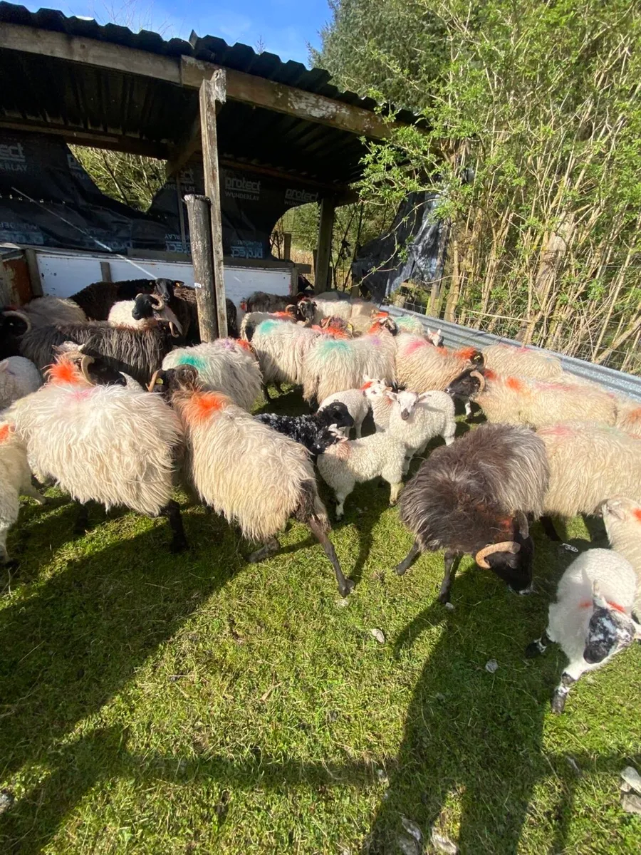 30 Sheep with 42 Lambs - Image 4