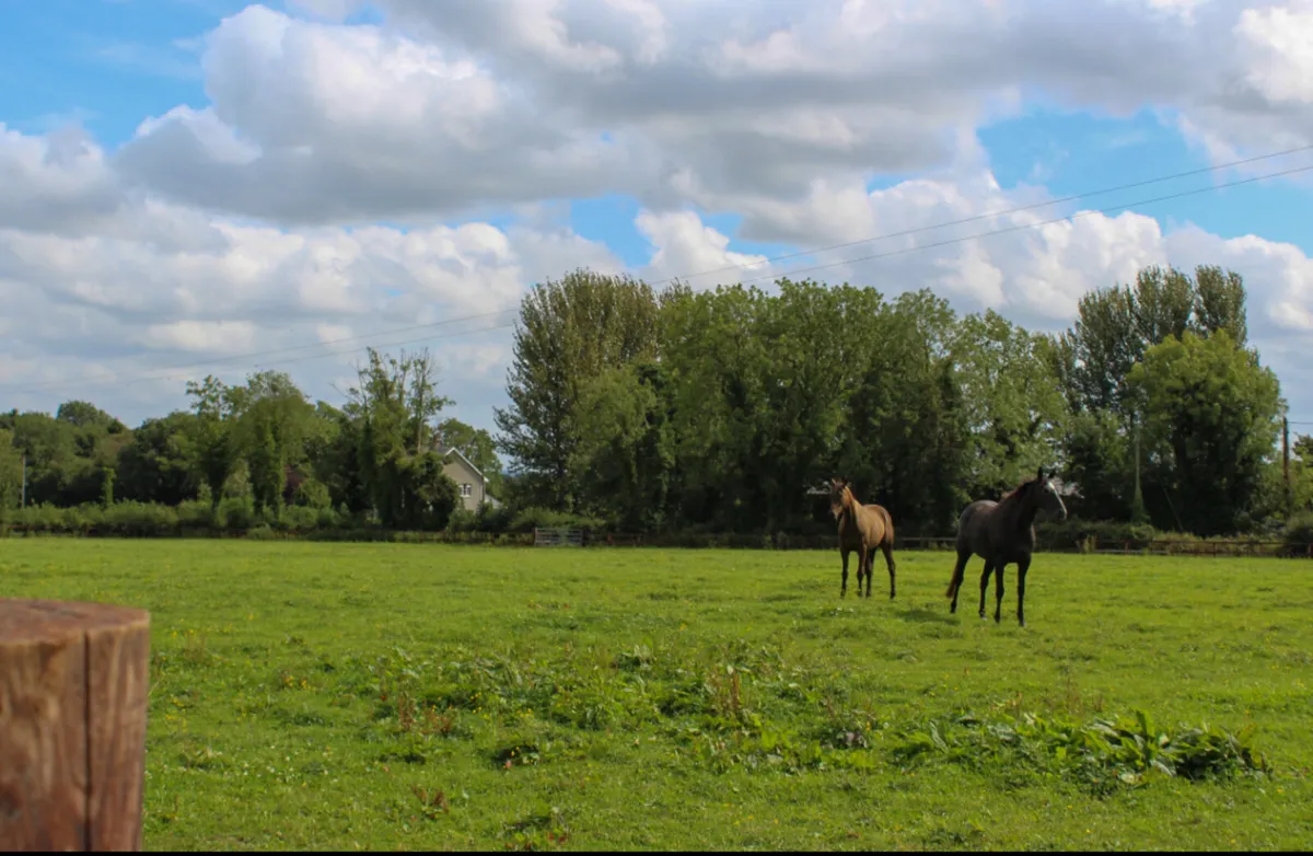 Grass livery - Image 1