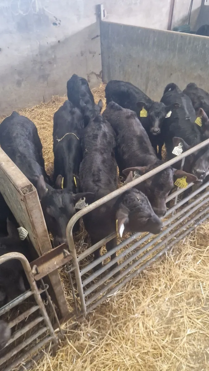 20 strong angus heifercalves fo - Image 1
