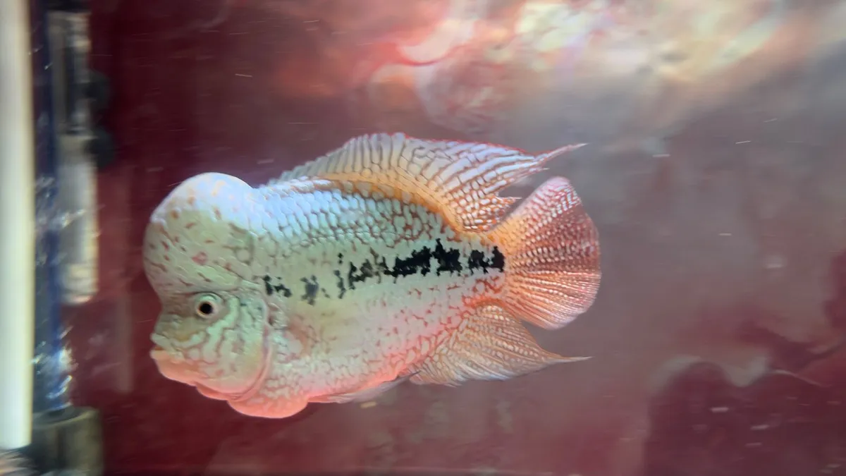 Flowerhorn kamfa F2 - Image 1