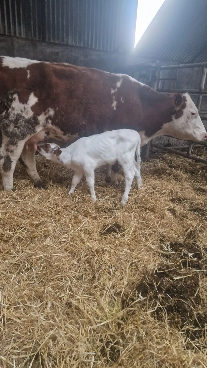 Heifer and calf - Image 2