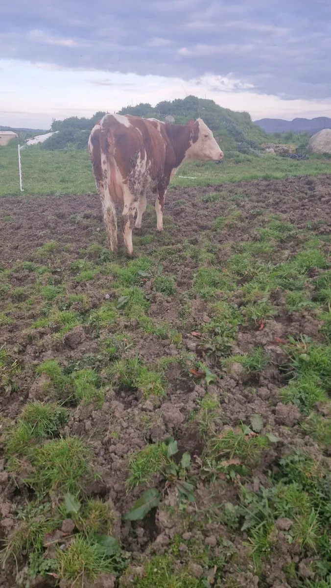 Heifer and calf - Image 3