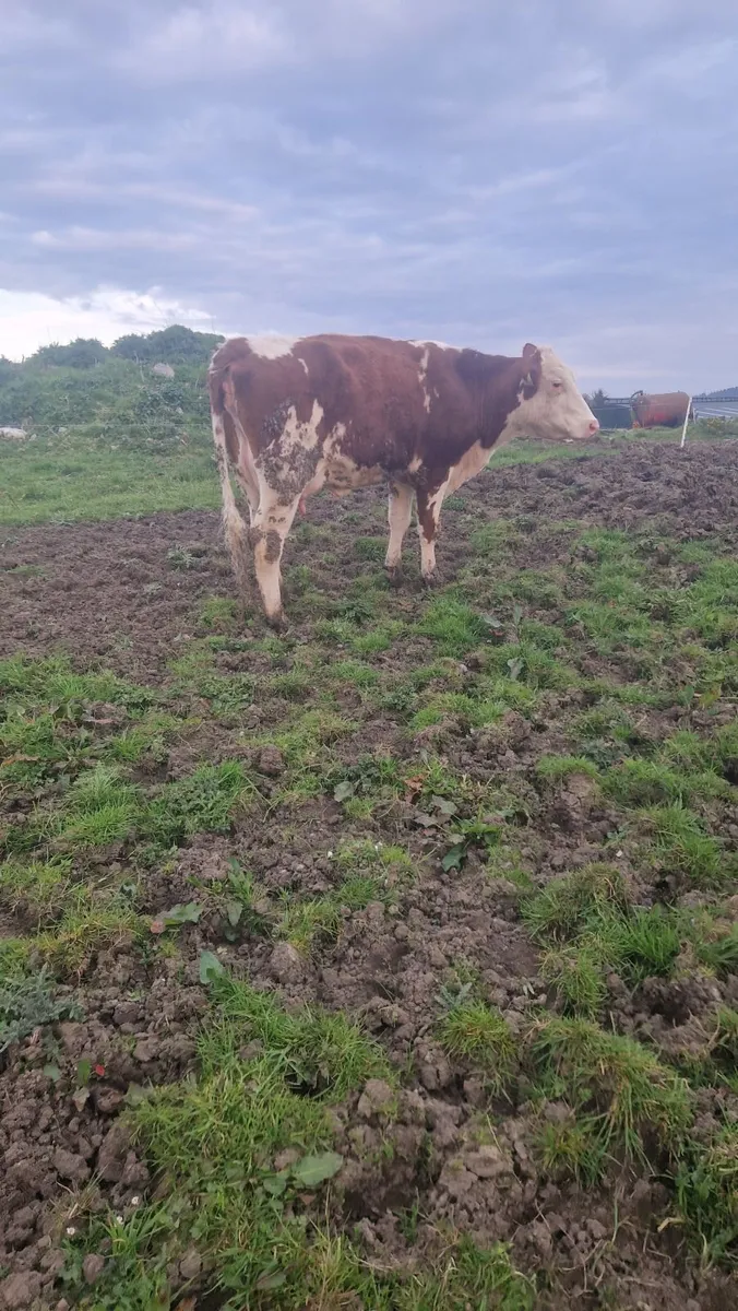 Heifer and calf - Image 4