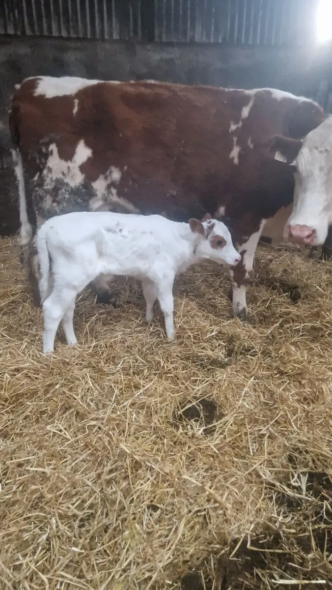 Heifer and calf - Image 1