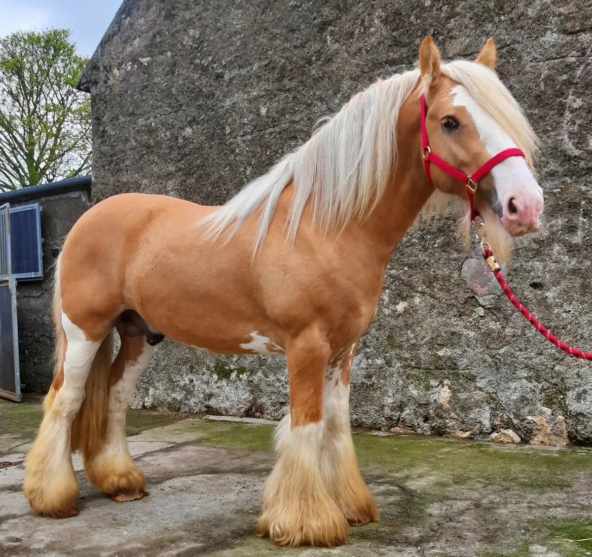 Palomino Stallion At Stud - Image 2