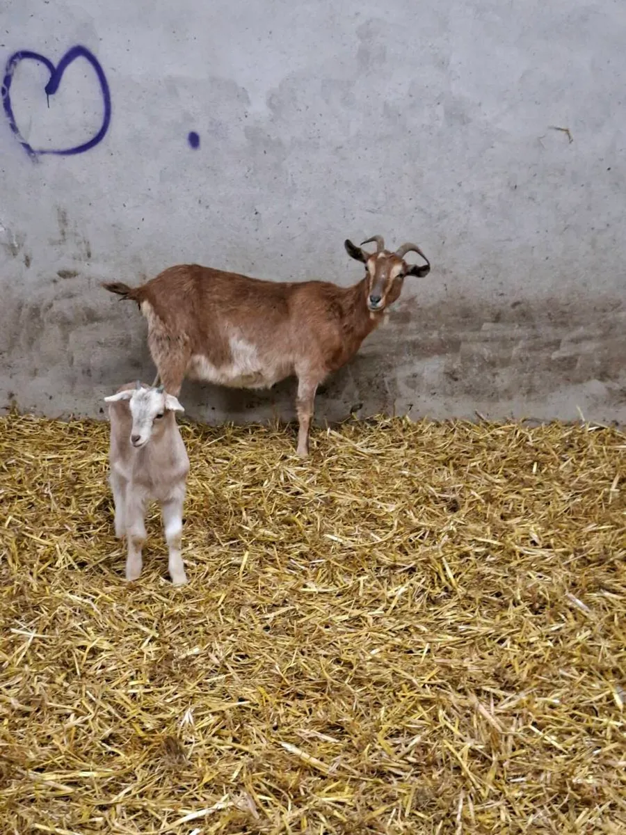 Goats - Image 1