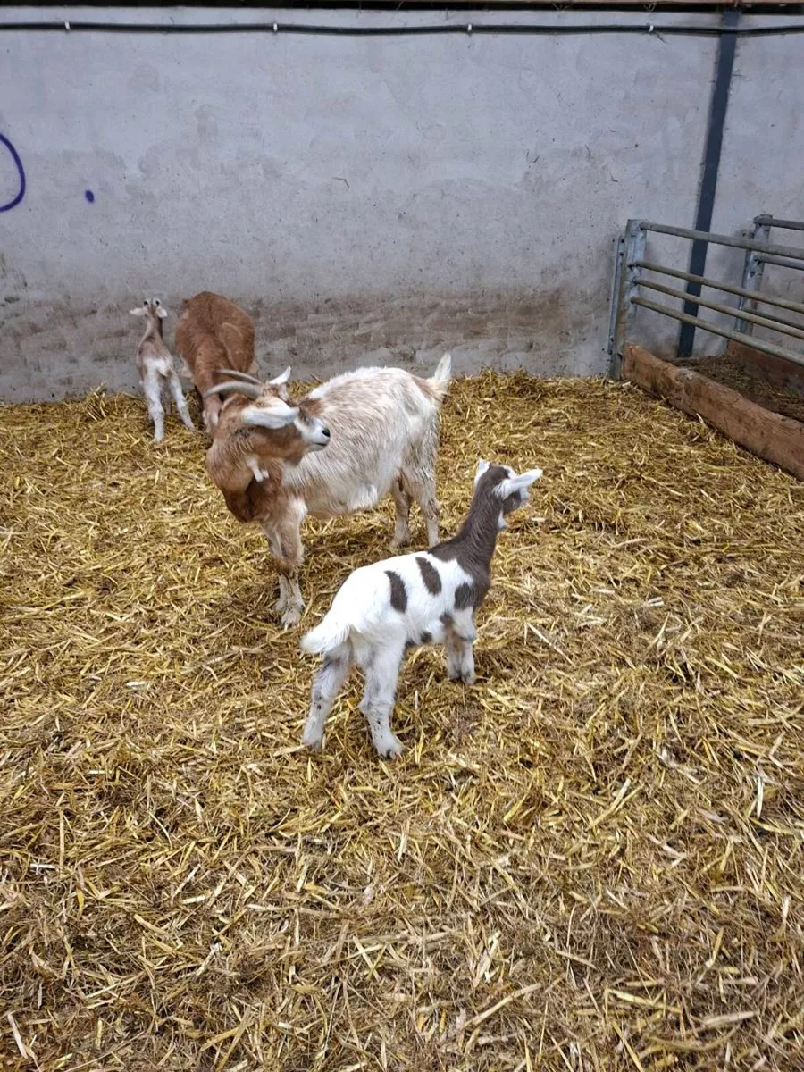 Goats - Image 1