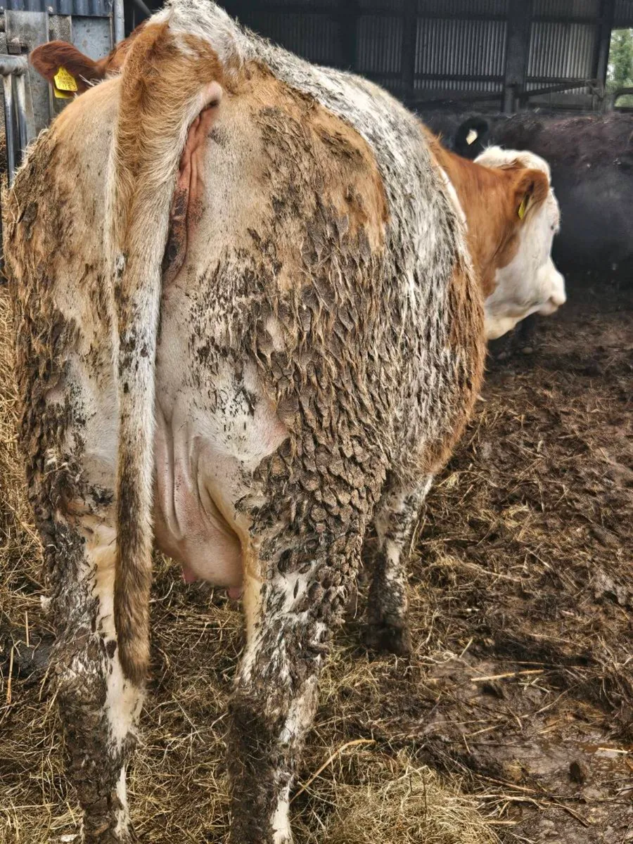 Simmental springing heifer - Image 2