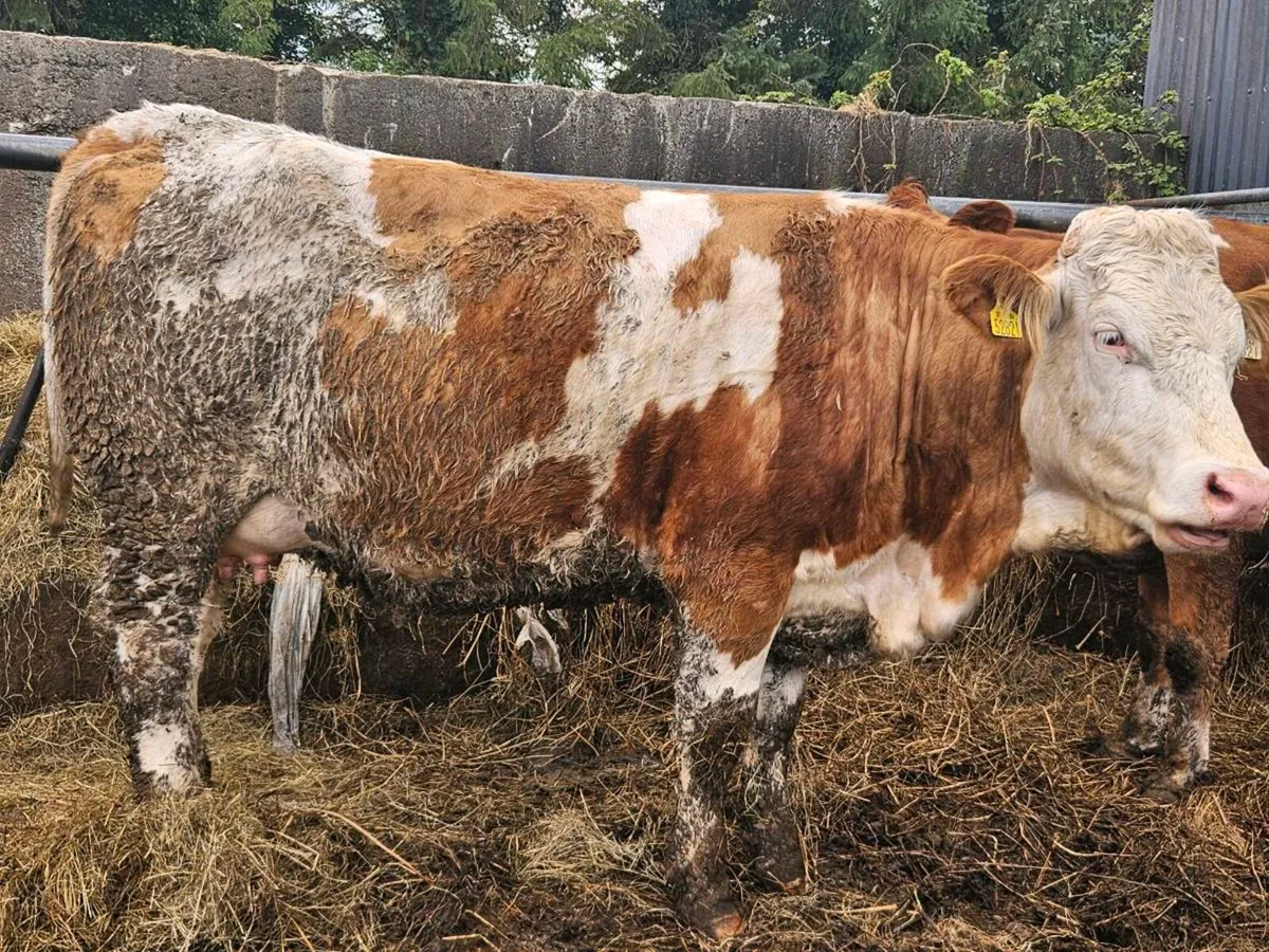 Simmental springing heifer - Image 1