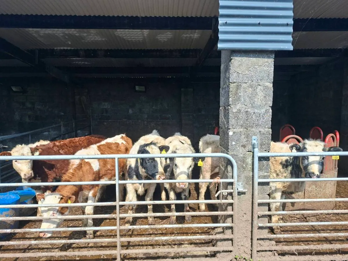 Heifers for sale - Image 1