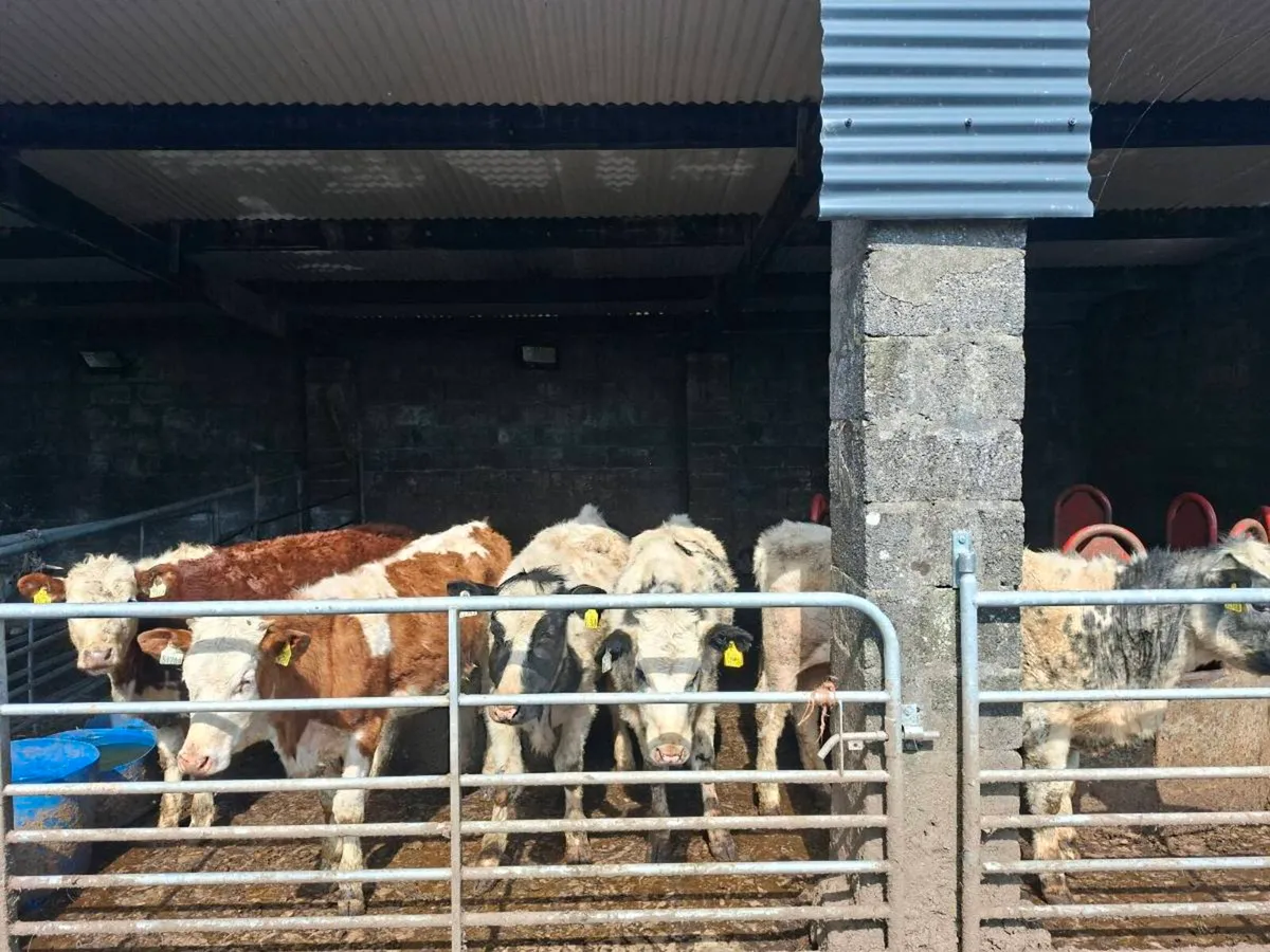 Heifers for sale - Image 2