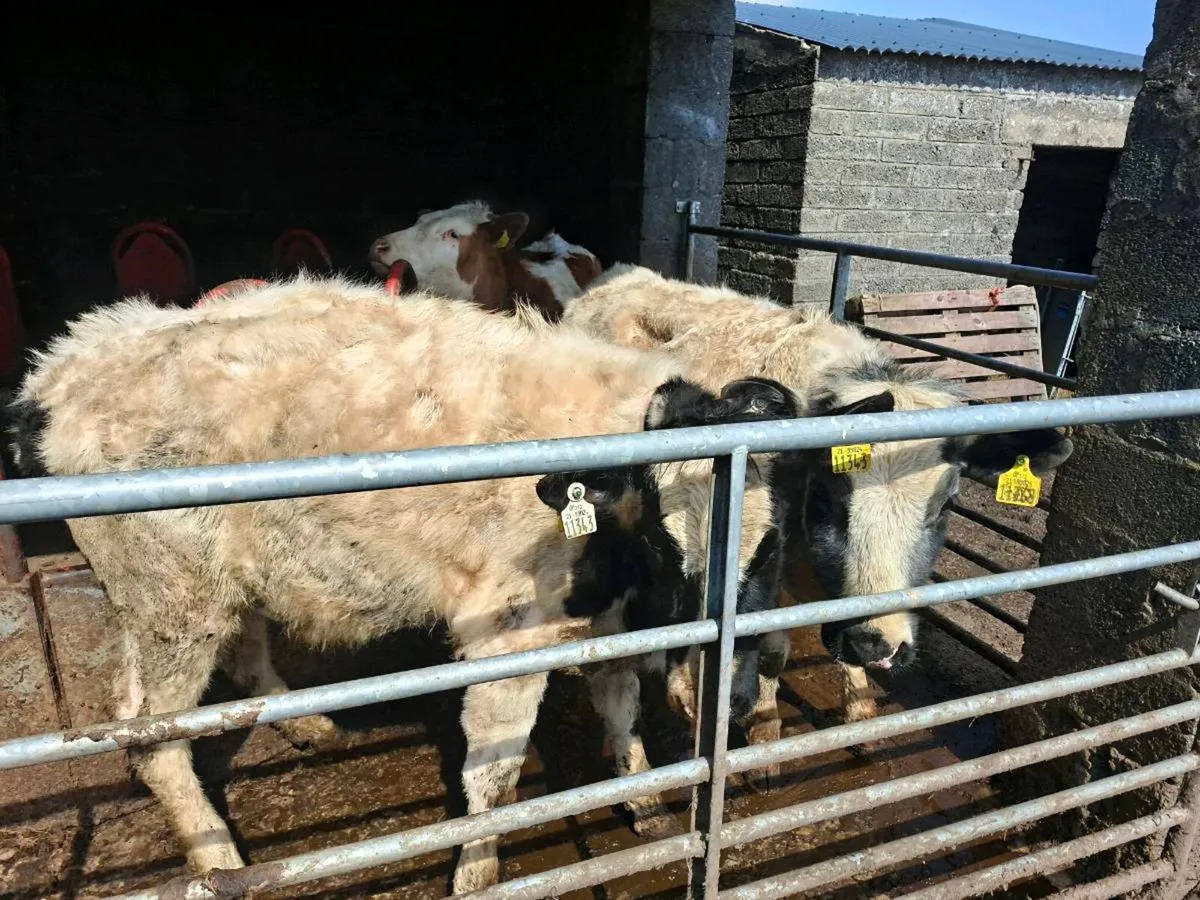 Heifers for sale - Image 3