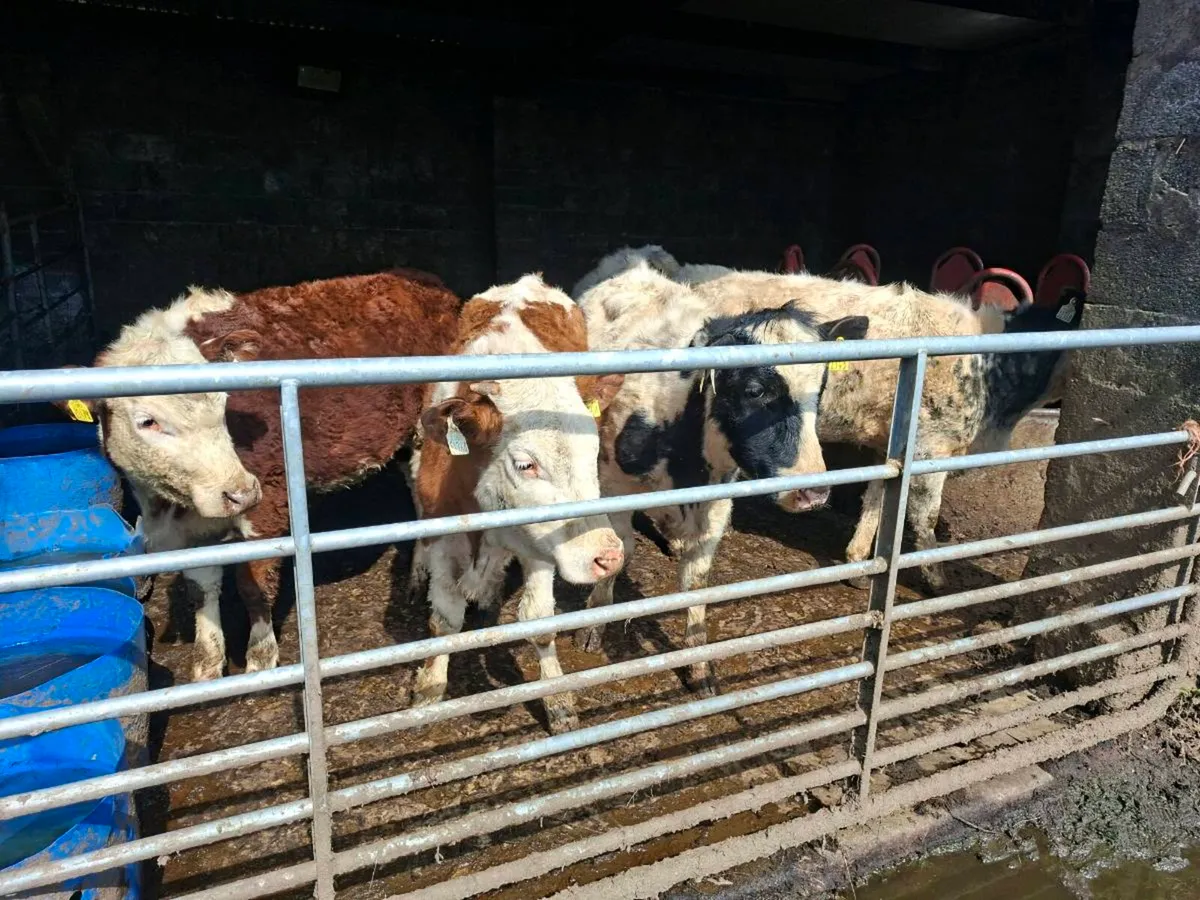 Heifers for sale - Image 4