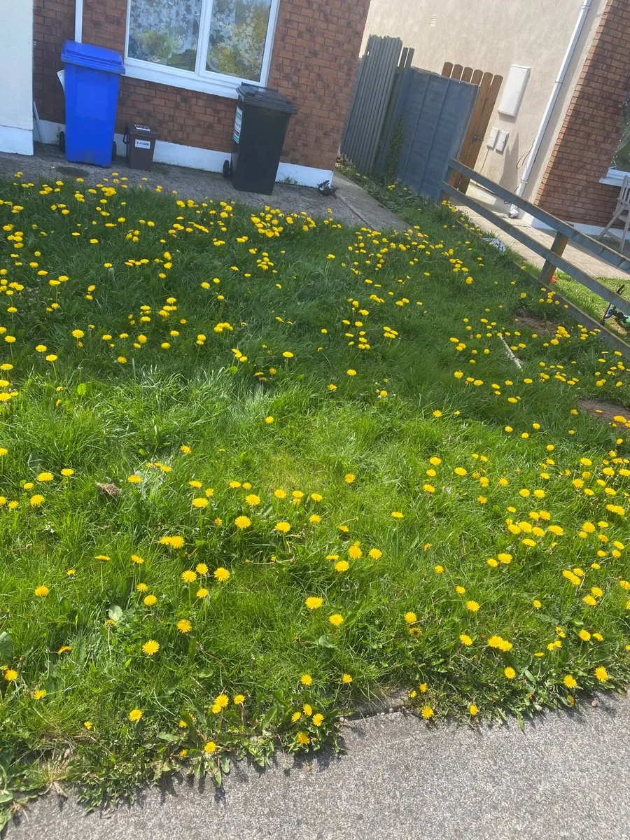 Anyone wants there grass cut in Longford inbox me - Image 3