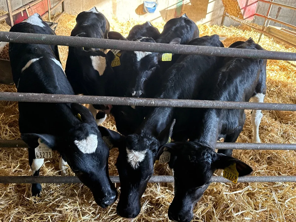 6 Fresian Heifer Calves - Image 1