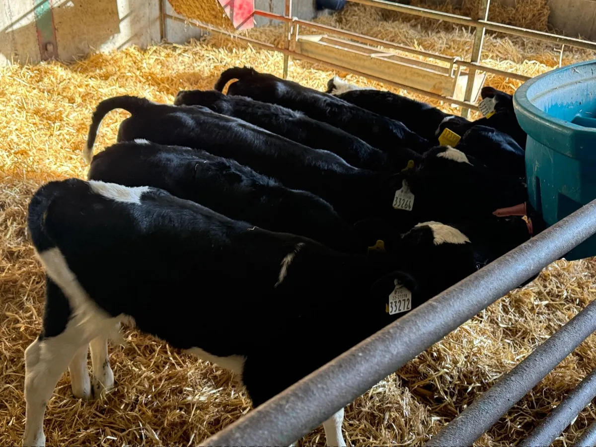 6 Fresian Heifer Calves - Image 2
