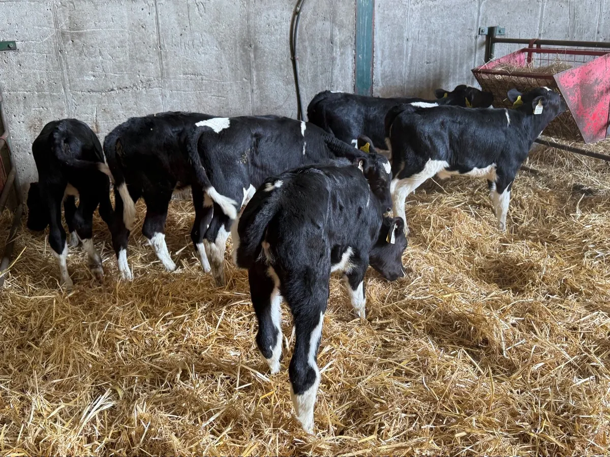 6 Fresian Heifer Calves - Image 4
