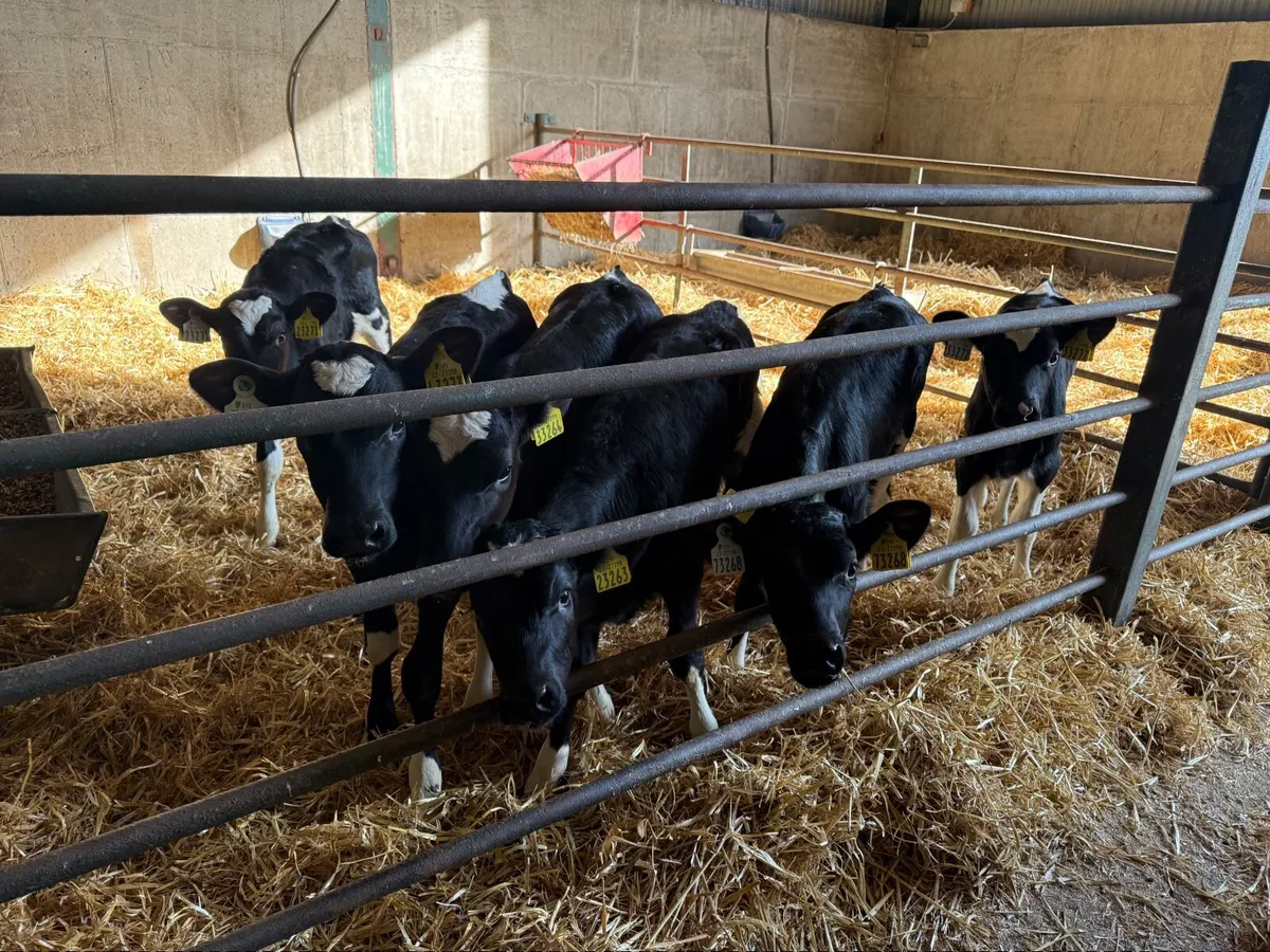 6 Fresian Heifer Calves - Image 3
