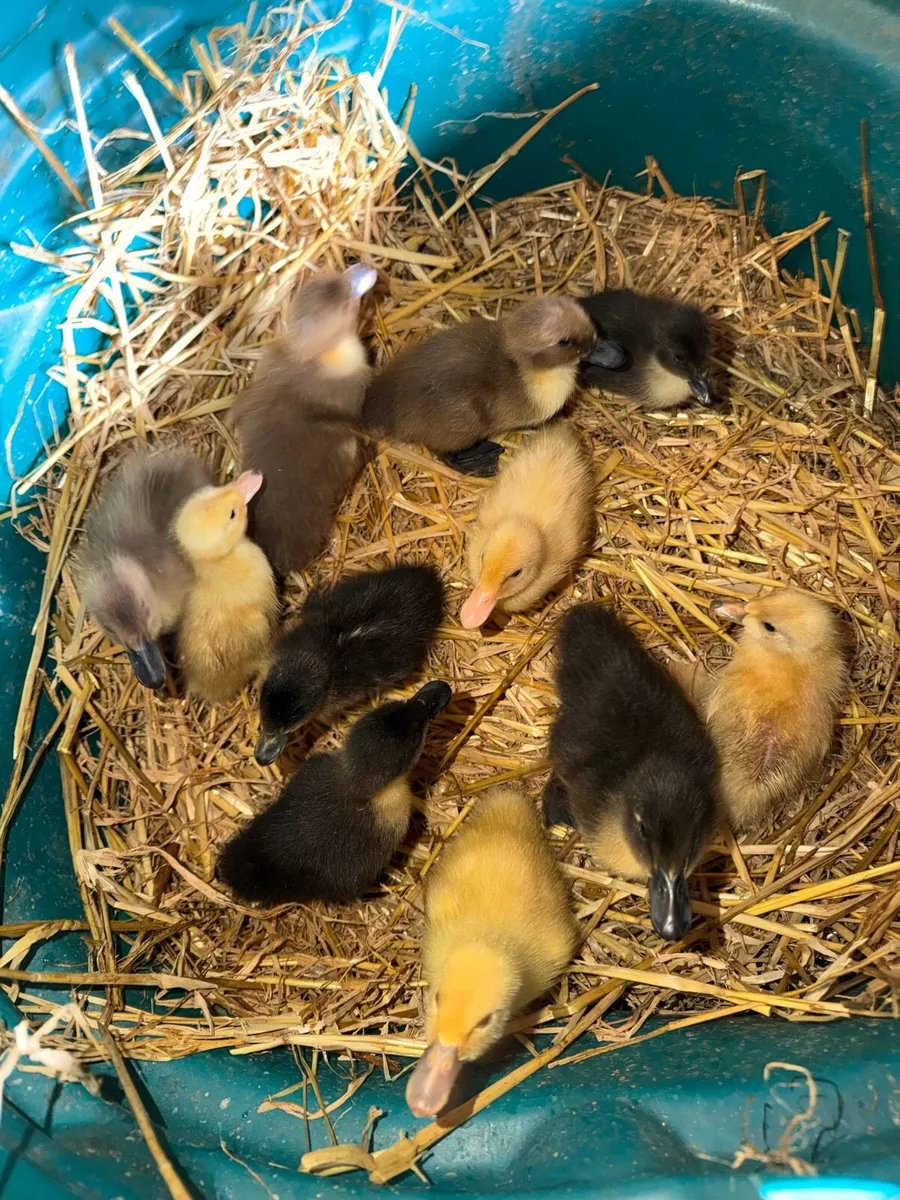 Ducklings - Image 1